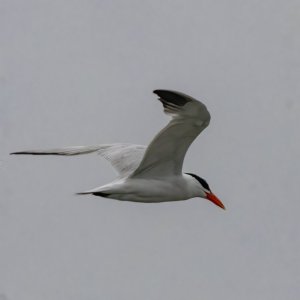 B01CaspianTern4051.jpg