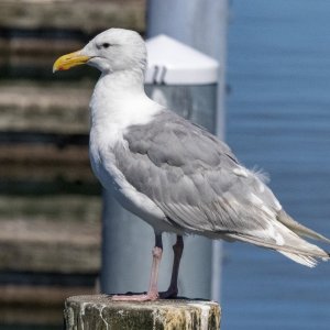 B06GlaucousWingedGull4308.jpg