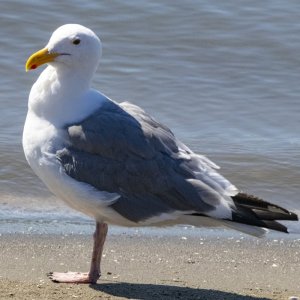 B07WesternGull4295.jpg