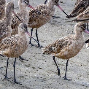 B10MarbledGodwits4166.jpg