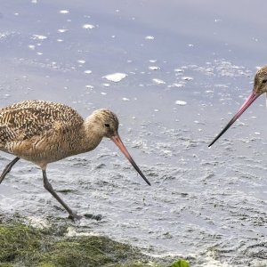 B12MarbledGodwits4170.jpg