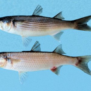 fingermullet.jpg