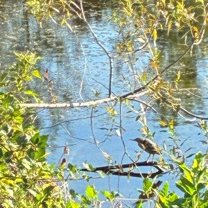 IMG_9400.jpeg