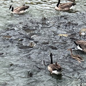 IMG_4642.jpeg