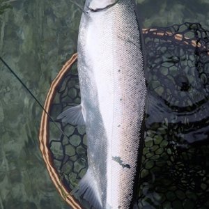 IMG_3441.jpeg