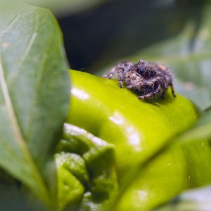 005-Spider-080725.jpg