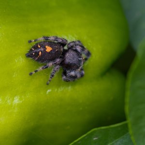 072-Spider-080725.jpg