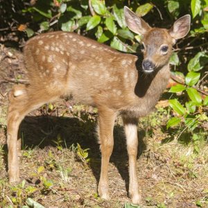 A01SpottedFawn2103.jpg