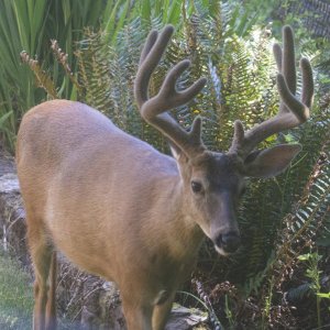 A02Number1Buck2169.jpg