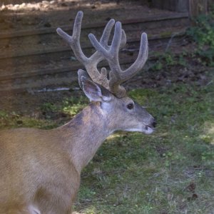 A03Number1Buck2176.jpg
