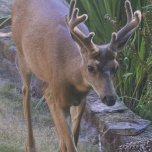 A04Number2Buck2173.jpg