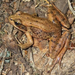 RedLeggedFrog7140046.jpg