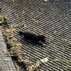 IMG_9462.jpeg