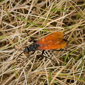 043-Wasp-081525v.jpg