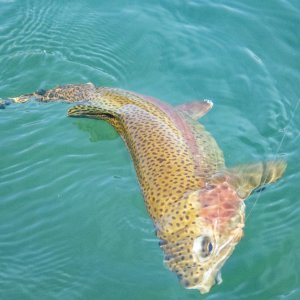 A05Rainbow4aP8110067.jpg
