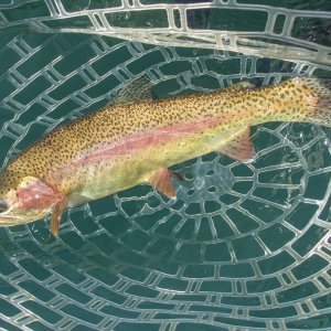 A06Rainbow4dP8110077.jpg
