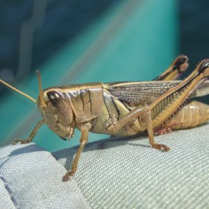 A08TanGrasshopper8110093.jpg