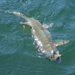 A09Rainbow5cP8110108.jpg