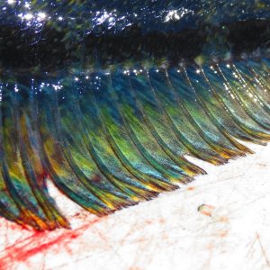 blue fin 2 %281%29.JPG