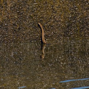 104-Snake-081825.jpg