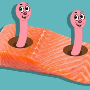 1-probably-worms-in-salmon-jpg-1488906800.jpeg