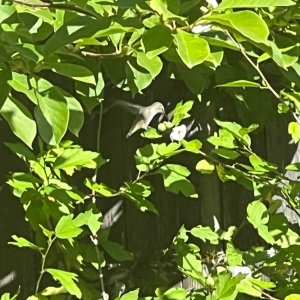 IMG_3587.jpeg