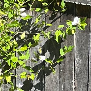 IMG_3591.jpeg