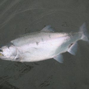 Monster Pink on a Popper MA9.JPG
