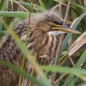 A01AmericanBitternFledgling3811.jpg