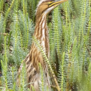 A03AmericanBitternFledgling3824.jpg