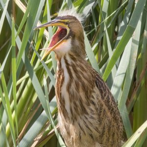 A05AmericanBitternFledglingYawning4116.jpg