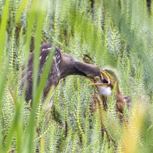 A04AmericanBitternAdultFeedingFledgling3850.jpg