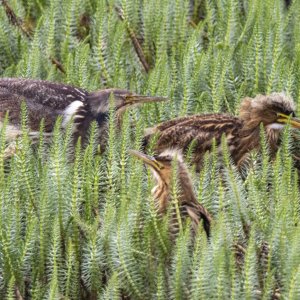 A06AmericanBitternAdult&2Fledglings3861.jpg