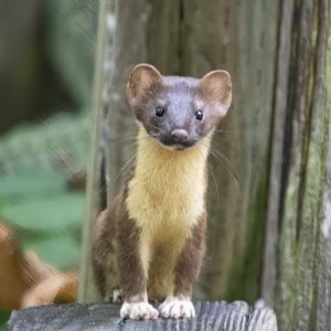 A09LongTailedWeasel4037.jpg