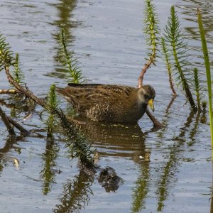 A10Sora4078.jpg