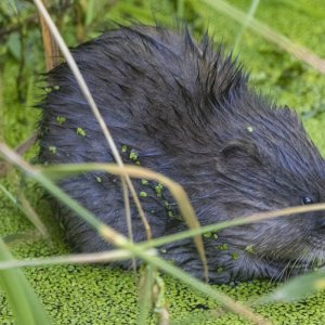 C01MuskratEatingDuckweed3569.jpg