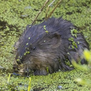 C02MuskratEatingDuckweed3577.jpg