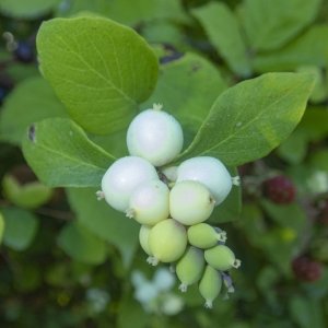 B05Snowberries8080001.jpg