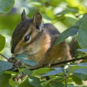 B06TownsendChipmunk3508.jpg