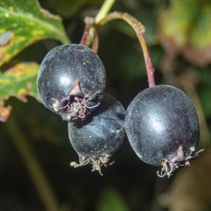 B07BlackHawthorneFruits8140003.jpg