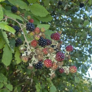 B12HimalayanBlackberries8080003.jpg