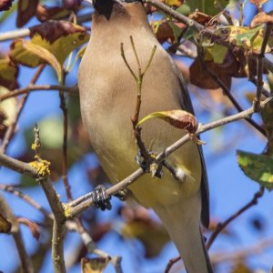 B08CedarWaxwingAdultEatingBlackHawthorne3420.jpg