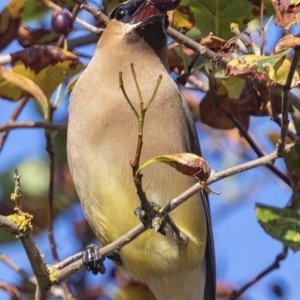 B09CedarWaxwingAdultWBlackHawthorneFruit3423.jpg