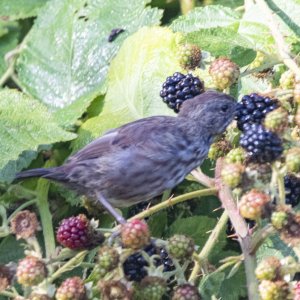 B13SongSparrowEatingBlackberries3464.jpg