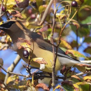 B10CedarWaxwingEatingBlackHawthorne3417.jpg