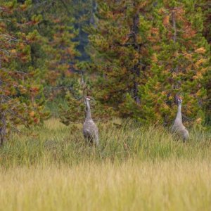 Cranes1.jpg