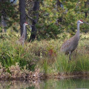 Cranes3.jpg