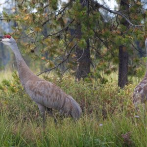 Cranes5.jpg