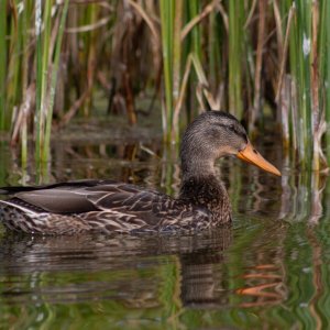 mallard1.jpg