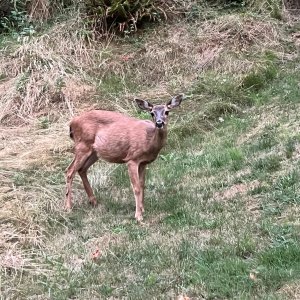 IMG_3649.jpeg